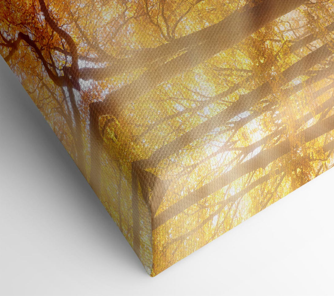 Picture of Autumn forest sunrays Canvas Print Wall Art