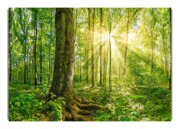 Bright light flare in the forest