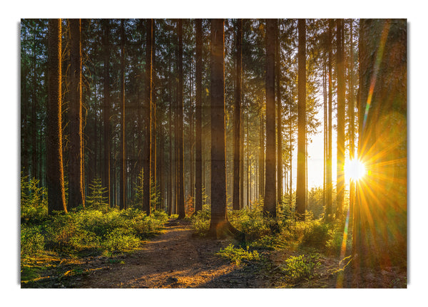 Sunrays forest spectrum