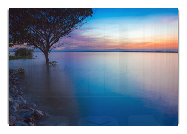 Tree in the river