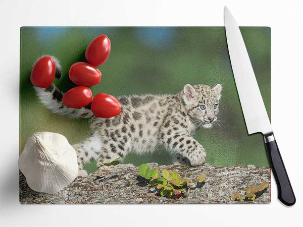 Leopard Cub walking a branch Glass Chopping Board