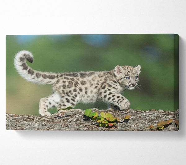 Leopard Cub walking a branch