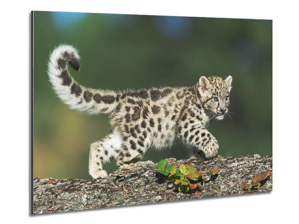 Leopard Cub walking a branch