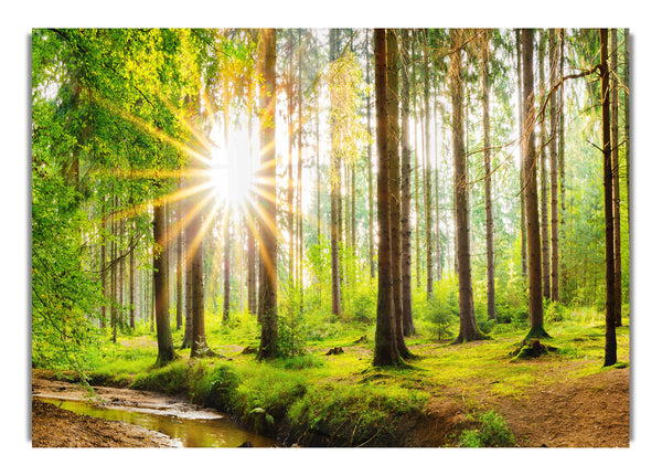 Sun appearing through the trees in britain