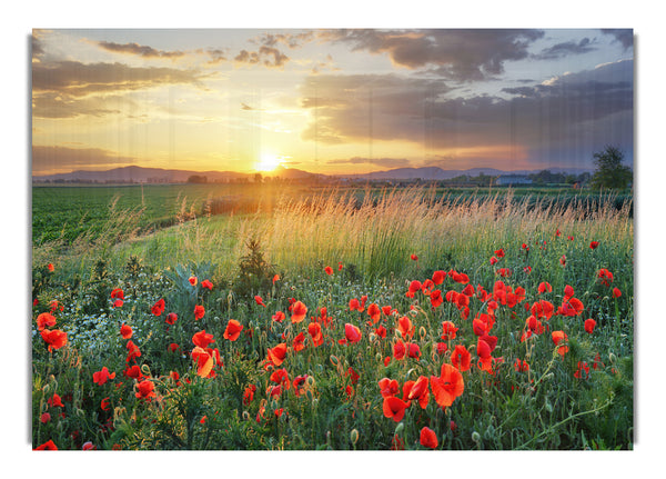 Red poppies in the green countryside