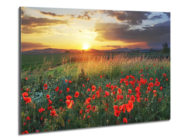 Red poppies in the green countryside