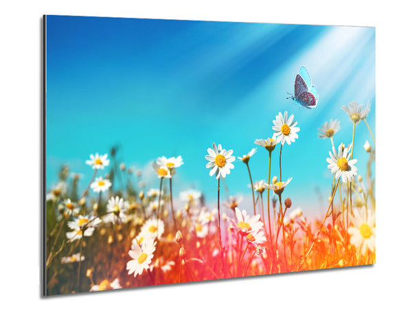 Butterfly landing on a daisy