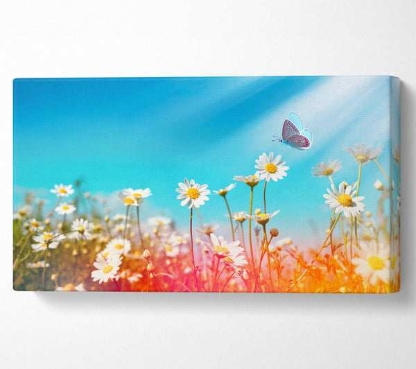 Butterfly landing on a daisy