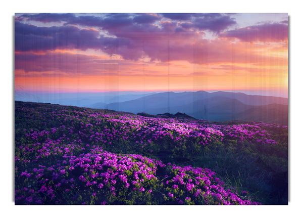 Purple Meadow mountains