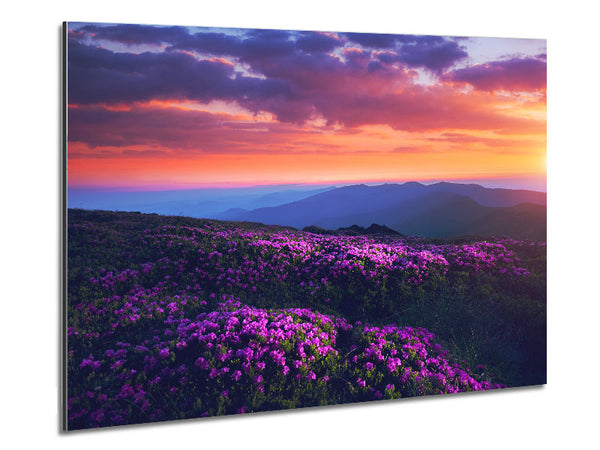 Purple Meadow mountains