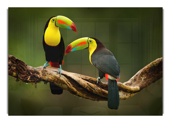 Two Toucans on branch