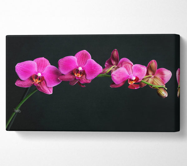 Pink Orchids Curve