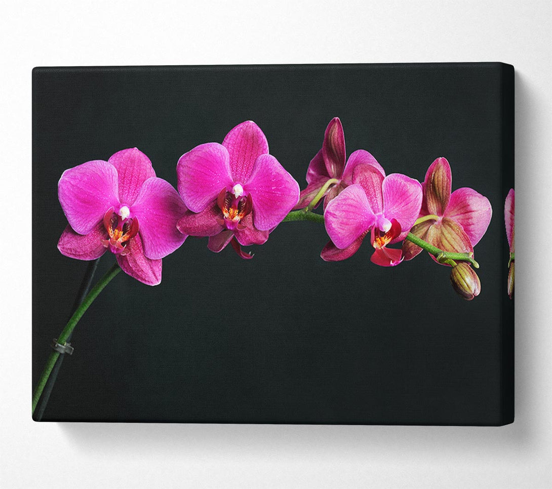 Picture of Pink Orchids Curve Canvas Print Wall Art