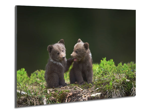 Two bear cubs playing