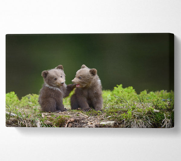 Two bear cubs playing