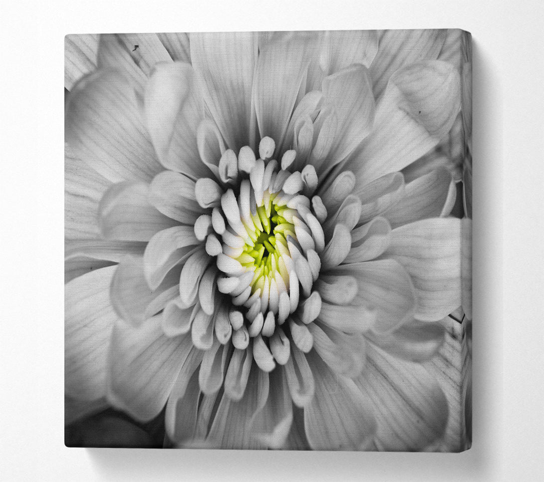 A Square Canvas Print Showing Close up flower in black and white Square Wall Art