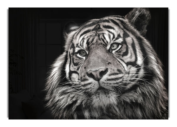 Handsome Black and white tiger