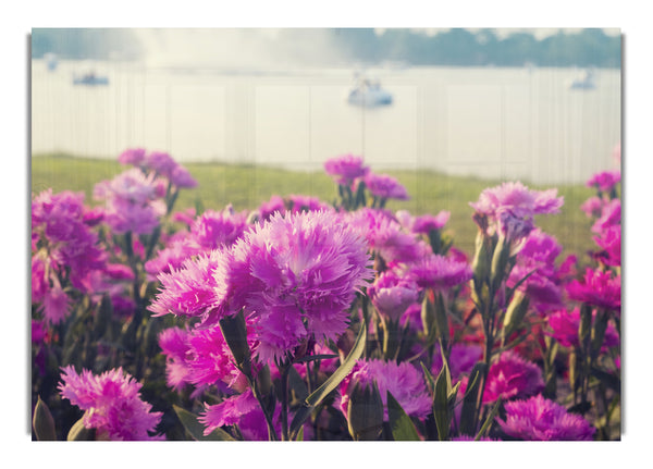 Pink flowers in the countryside