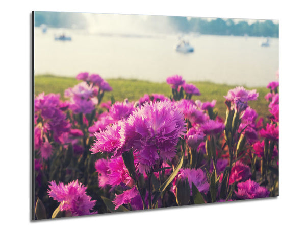 Pink flowers in the countryside