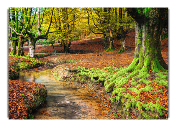 Gentle shallow stream woodland