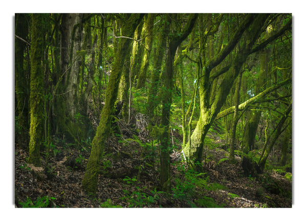 Dense Green Mossy Forest