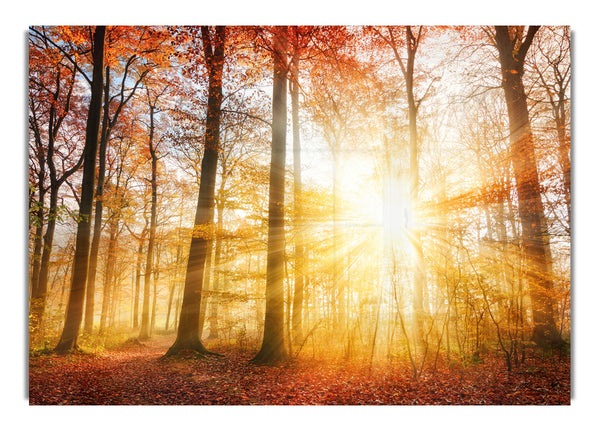 Great british autumn woodland