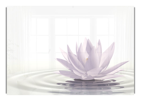 White lotus on rippled water