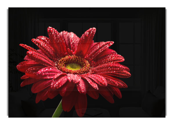 Red gerbera with rain droplets