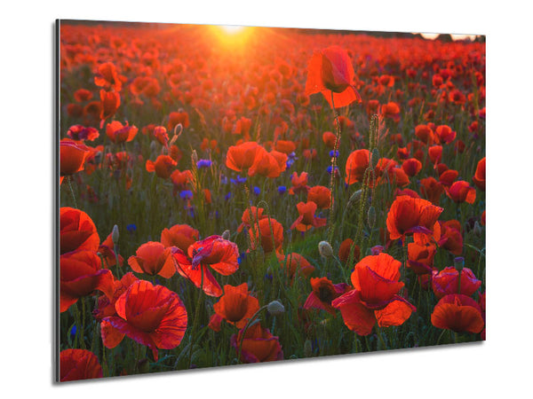 Red poppies under the sunset