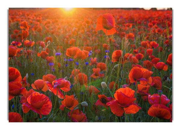 Red poppies under the sunset