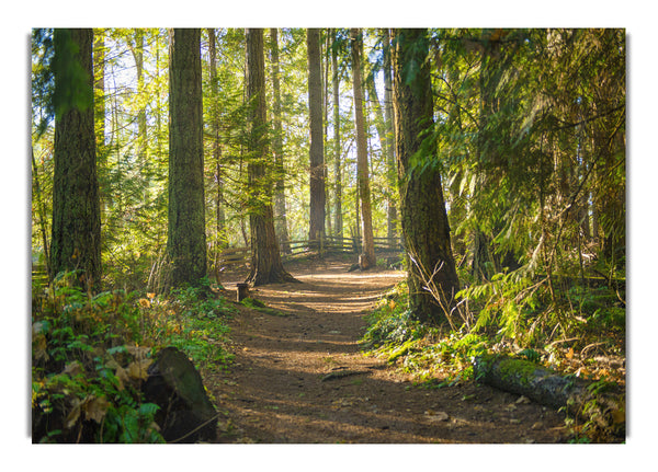 British woodland walk trale