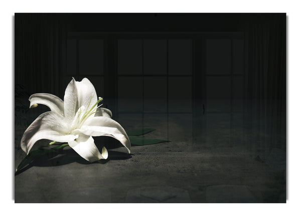 White lilly on the floor