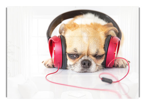 Dog listening to music relaxing