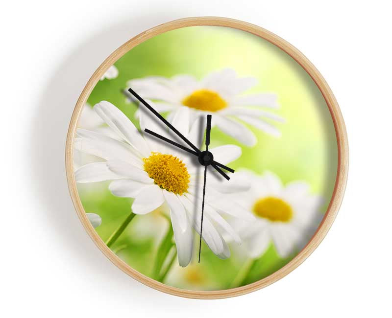 Daisies up close glowing Clock - Wallart-Direct UK