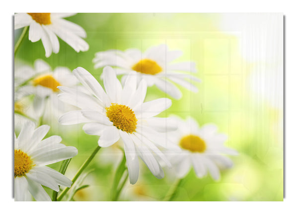 Daisies up close glowing