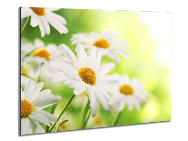 Daisies up close glowing