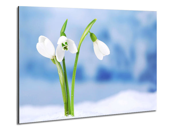 White snowdrops in the snow