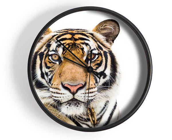 Tiger staring at the camera Clock - Wallart-Direct UK