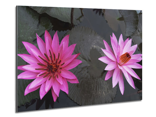 Pink flowers in the lake