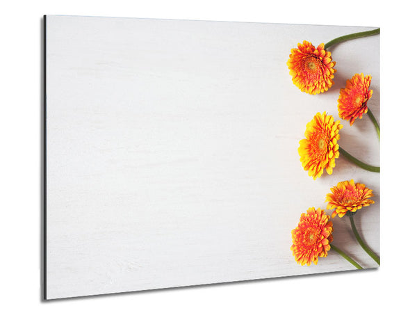 Orange Gerberas laid out