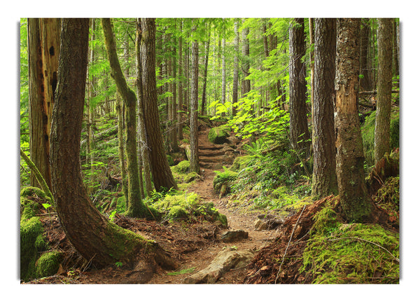 Green up hill forest walk