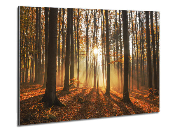 Sunbeam forest in the misty hues