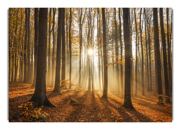 Sunbeam forest in the misty hues