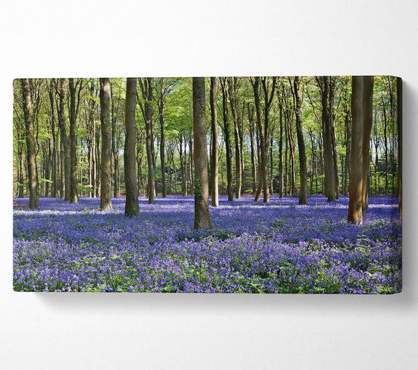 Beautiful purple flowers in the woods