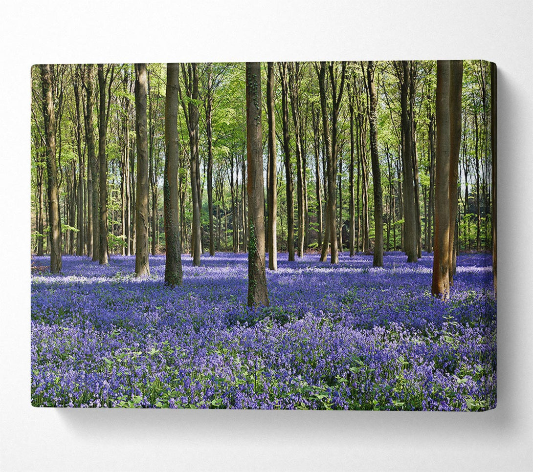 Picture of Beautiful purple flowers in the woods Canvas Print Wall Art