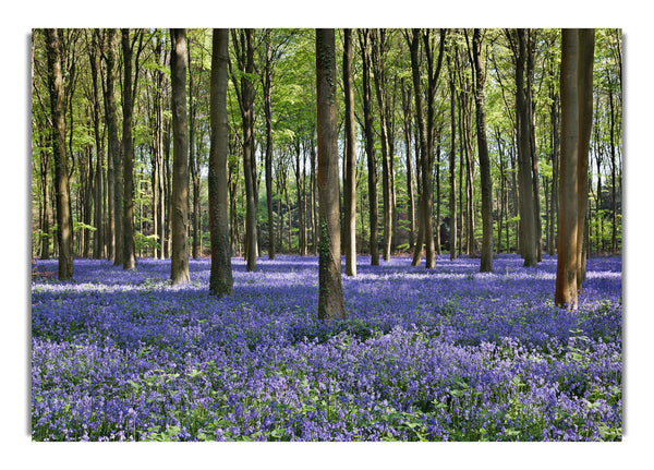 Beautiful purple flowers in the woods