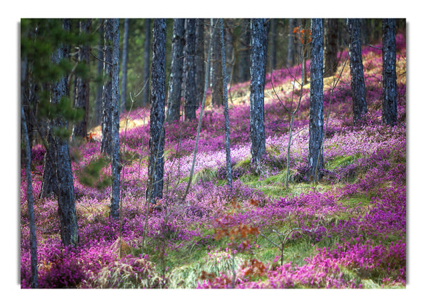 Downhill woodlands