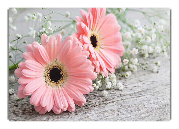 Pink gerbera laying down close