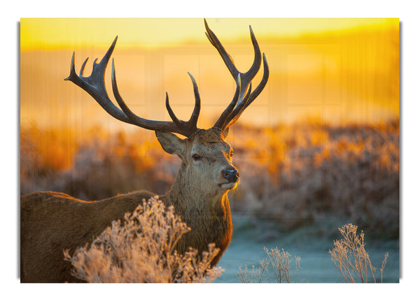 Crisp winters stag