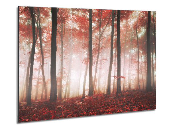 Red misty woods